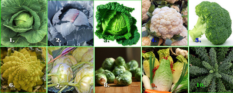 Различные сорта капусты - основа капустной диеты