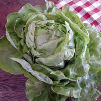listovoj-salat