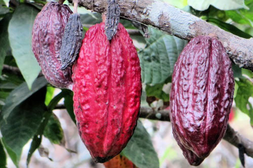 Какао - польза и рецепты ацтеков