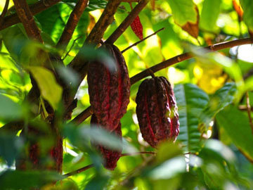 Какао уже много веков пользуется спросом