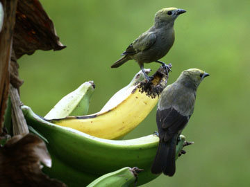 название банана было «Птицы рассказали это»