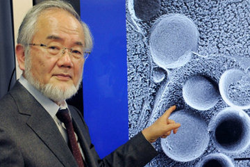 Японец Ёсинори Осуми получил Нобелевскую премию по медицине в 2016 году
