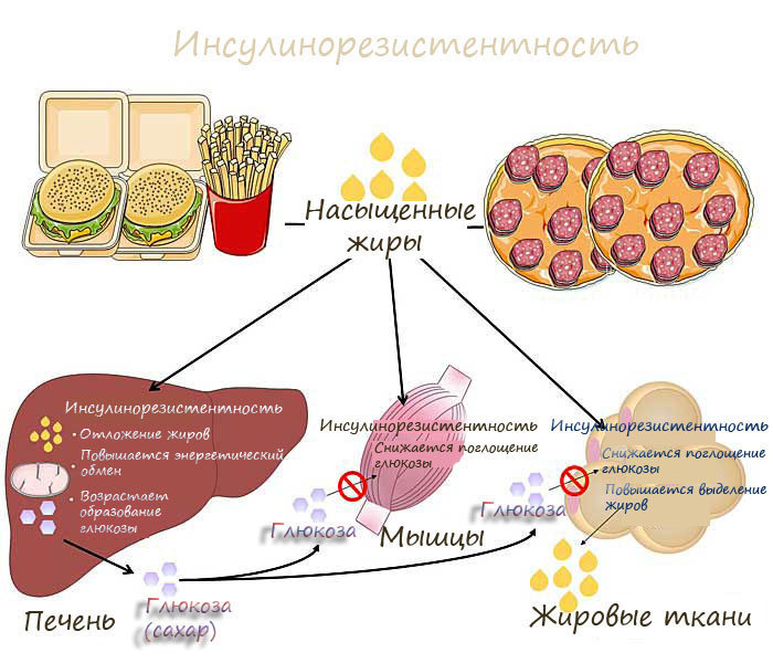 Действие инсулина на липидный обмен