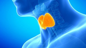Щитовидная железа является жизненно важной фабрикой гормонов