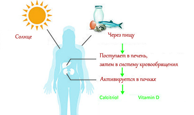 Витамин D - витамин солнца