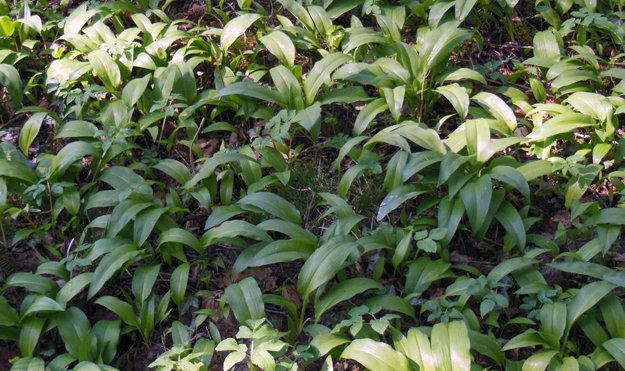 Чеснок — многолетнее травянистое растение
