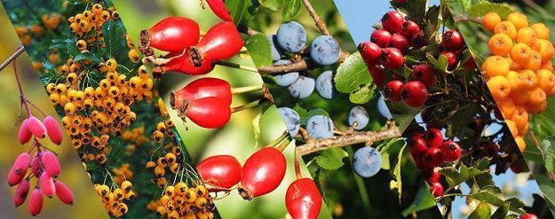 Насколько полезны лесные ягоды