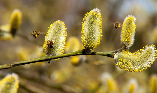 Как пчелы производят пыльцу