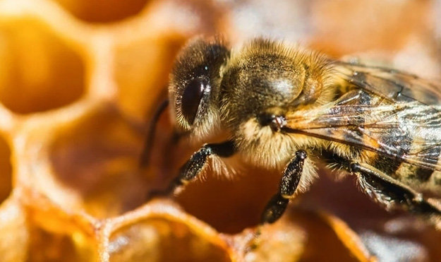 Пчелиный воск производится медоносными пчелами