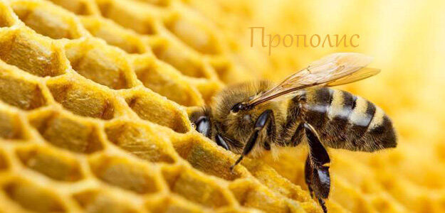 Польза продуктов пчеловодства. Прополис