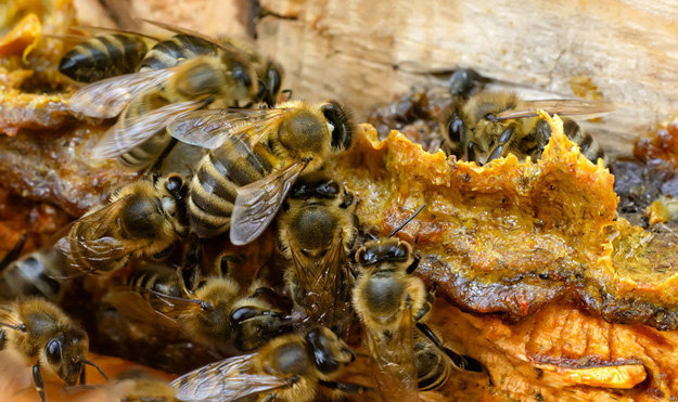 Производство прополиса пчелами