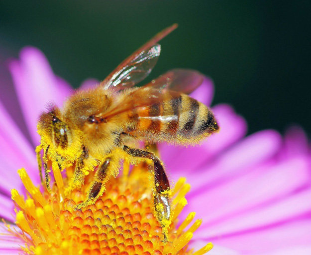 Сбор пчелиной пыльцы человеком