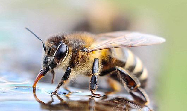 Для чего пчелам нужна вода