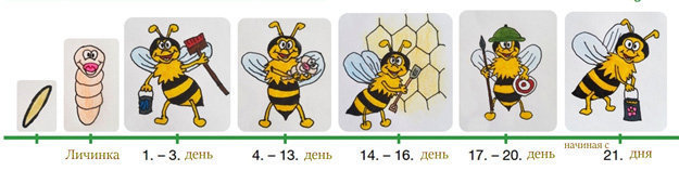 Год медоносной пчелы