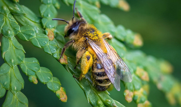 Какие растения не любят пчелы?