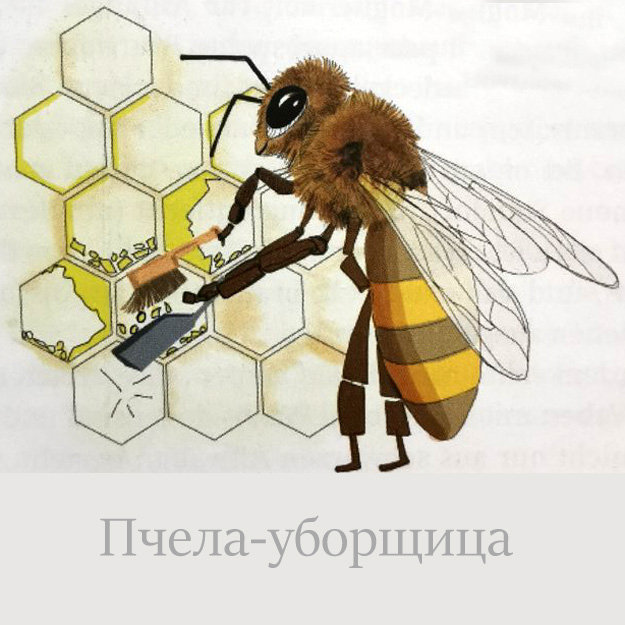 Пчела-уборщица