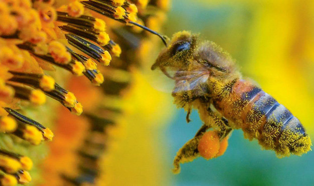 Трудовая жизнь пчелы