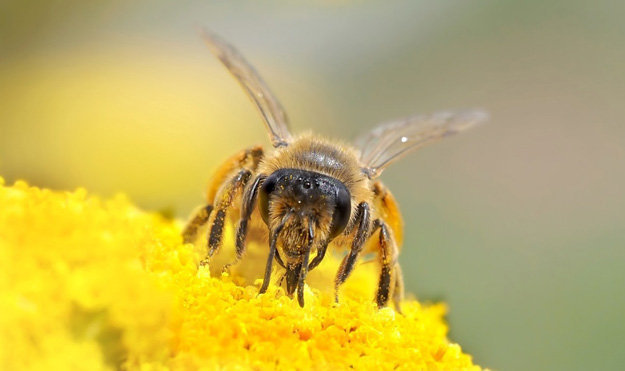 Укус пчелы 