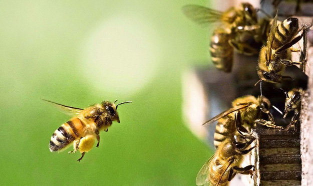 Жизненные задачи в пчелиной семье