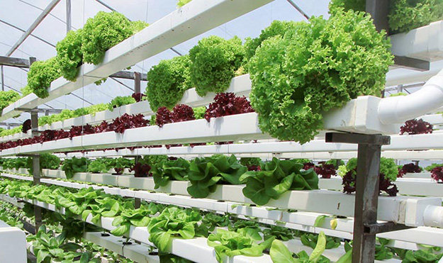 Будут ли органические продукты доступными в будущем