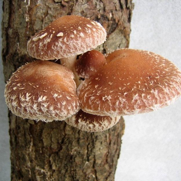 Шиитаке, означает гриб, растущий на дереве
