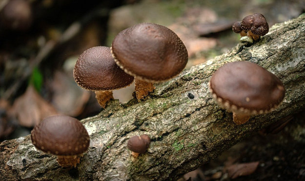 Шиитаке: полезный гриб